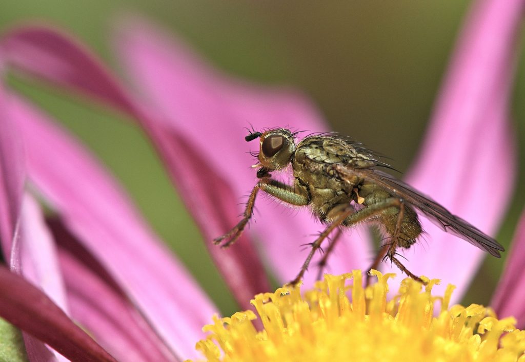 Fliege auf einer Blüte
