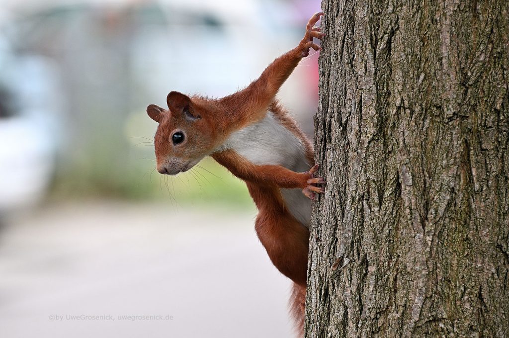 Eichhörnchen