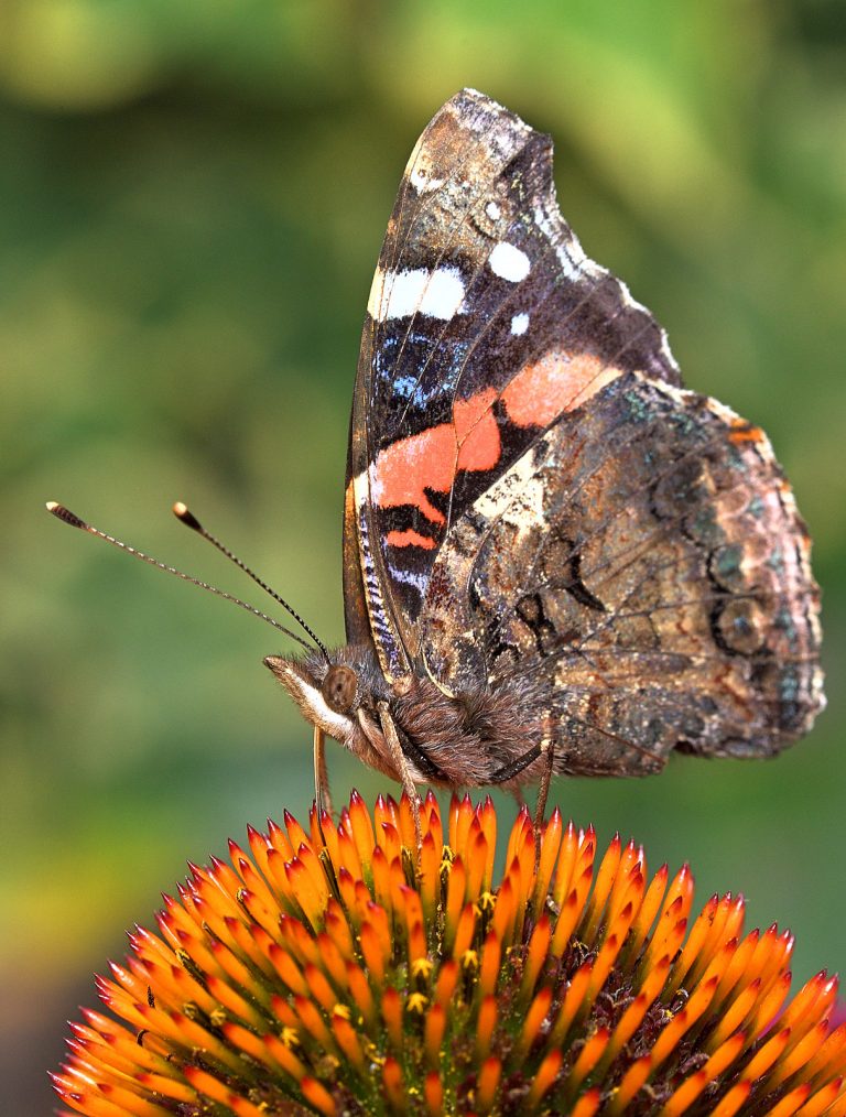 Schmetterling